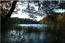 NS2209 : The Swan Pond, Culzean by Billy McCrorie
