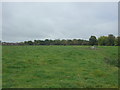 Grazing near Round House Farm