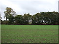 Young crop field of Moss Lane