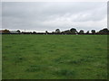 Grazing towards Earnshaw House Farm