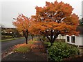 Colourful trees, Georgian Villas