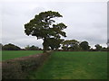 Grazing and hedgerow