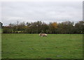 Grazing of Holmes Chapel Road (A50)