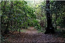 TQ4778 : Green Chain Walk in Lesnes Abbey Woods by Chris Heaton