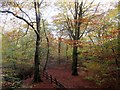 SD7011 : Autumn shades by Philip Platt