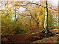 Autumn in Raveden Plantation