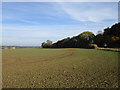 Belt of trees near Radstone