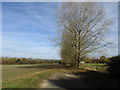 Poplars and bridleway at Radstone