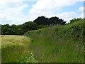 Edge of field at Tregaire Barton Farm