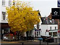 SO5924 : Autumn colour in Broad Street by Jonathan Billinger