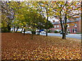 Autumn at Bushloe End