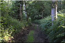TQ3328 : High Weald Landscape Trail, River's Wood by N Chadwick