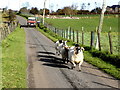 Sheep on the move, Lisnafin