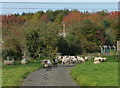 Sheep on the Hereward Way