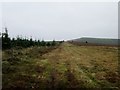 SE8695 : Track  alongside  Langdale  Forest by Martin Dawes
