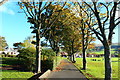 Autumn Trees at Victory Park