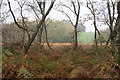 Autumn foliage near Gorse Covert Lumps