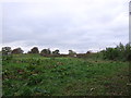 Grazing near Key House Farm