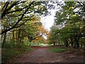 Path in woodland