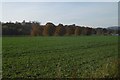 Oilseed rape, Sparrowmuir