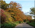 Autumn colour, near 