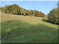 Cattle in the Nailsworth Valley