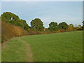 Alongside the Dollis Brook at Totteridge Fields