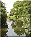 ST9273 : Reflections in the River Avon, Chippenham, Wiltshire by Derek Voller