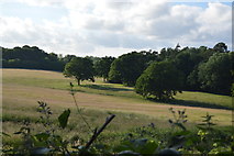 TQ3326 : Farmland and trees by N Chadwick