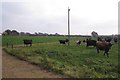 Cattle near Alweston