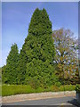 Trees on Liphook Road