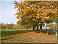 Plumstead Common in autumn