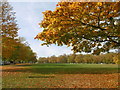 Autumn colours on Plumstead Common