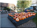 TQ5263 : Pumpkins at Castle Farm by Marathon
