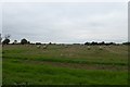 Bales off Sherburn Road