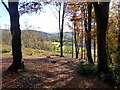 Edge of woodland near Rothbury on the Cragside Estate