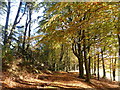 Footpath, Addycombe, near Rothbury