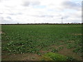 Field of oilseed rape off Cliff Lane