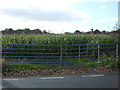 Field entrance off Bow Green Road (B5161)