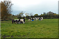 Cattle Near Gretna