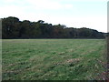 Farmland towards Mere Covert