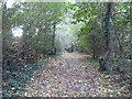 Path through woodland by the Southbrook estate, Countess Wear, Exeter