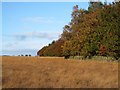 Rough pasture and autumn trees