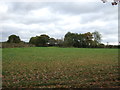 Grazing off Pinfold Lane