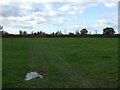 Grazing off Pinfold Lane