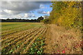 Autumn hedge looking towards Akeley Woods Farm