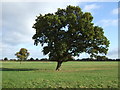 Tree in pasture, Bradfield Green