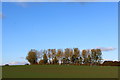 Line of Trees on Clifford Moor