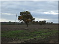 Field and pylon near Leighton Hall Farm