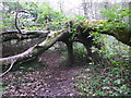 SR9895 : Arch formed by a fallen tree, Stackpole by Humphrey Bolton